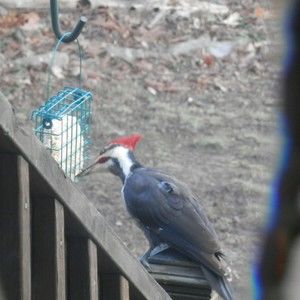 Meet your Posher, Steven